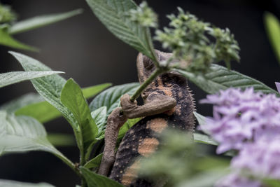 Close-up of lizard on plant