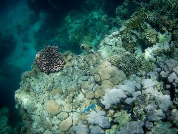 View of coral in sea