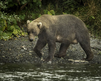 Side view of lion walking on riverbank