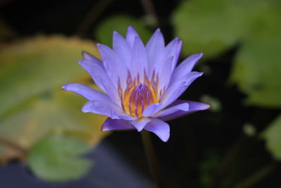 Close-up of purple water lily