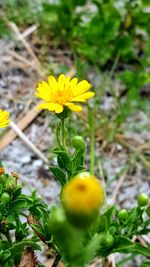 Close-up of yellow flowers blooming outdoors