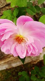 Close-up of pink flower