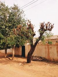 Plants growing on tree against clear sky