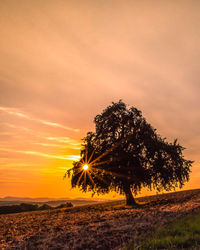 Tree on field against sky during sunset