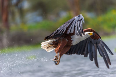 Bald eagle flying over lake