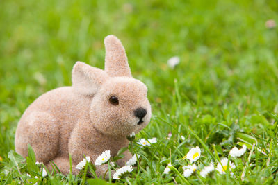 Close-up of rabbit sitting on grassy field