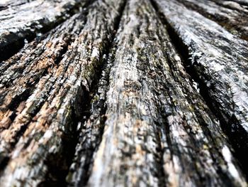 Close-up of tree trunk