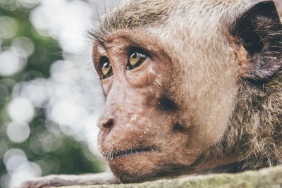 Close-up monkey on field