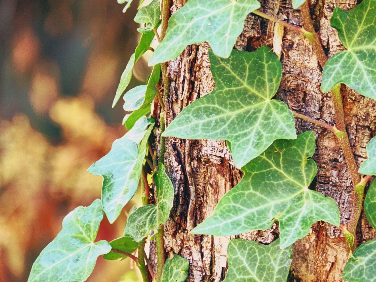 Beautiful hedera