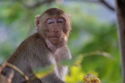 Close-up of monkey sitting
