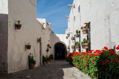 Flowering plants against built structure