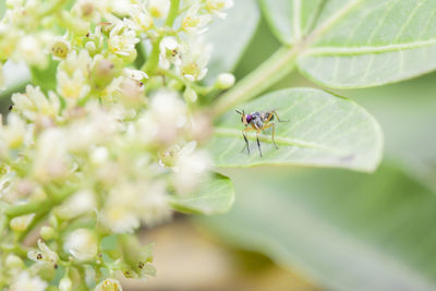 Close-up of insect on flower