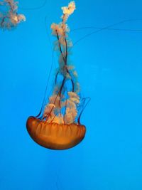 High angle view of jellyfish in sea