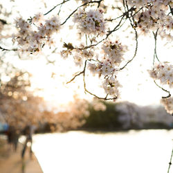 Close-up of flower tree against sky