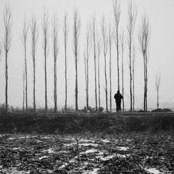 Bare trees on landscape