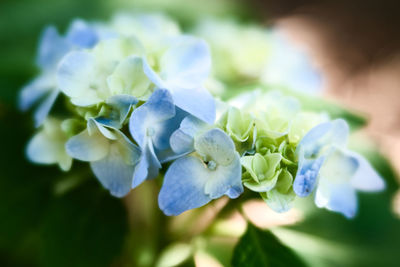 Close-up of purple hydrangea flowers