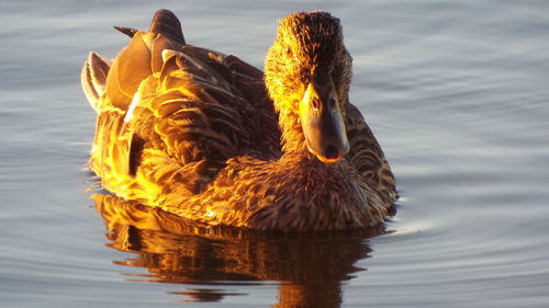 Bird in water