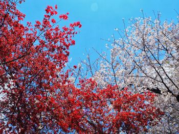 Low angle view of cherry blossom against blue sky