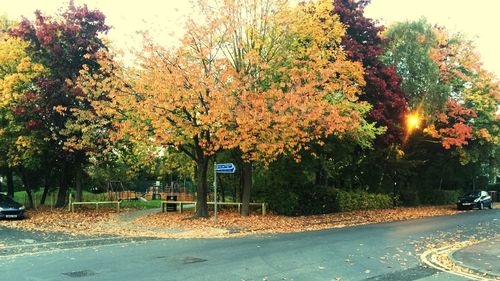 Road passing through trees