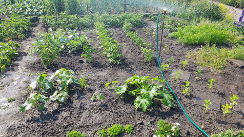 High angle view of plants growing on field