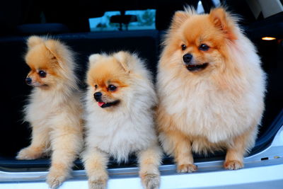 Portrait of two dogs