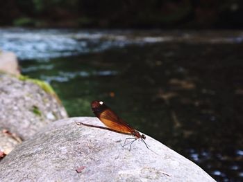 Close-up of insect on rock