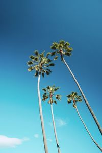 Low angle view of coconut palm tree against clear blue sky