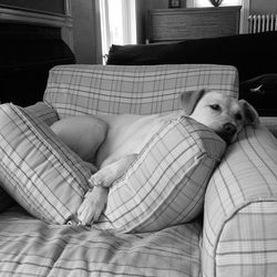 Dog lying on sofa