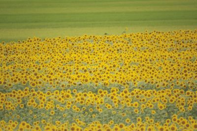 Close-up of yellow flowering plants on field