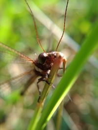 Close-up of spider