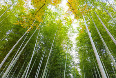 Low angle view of bamboo trees in forest