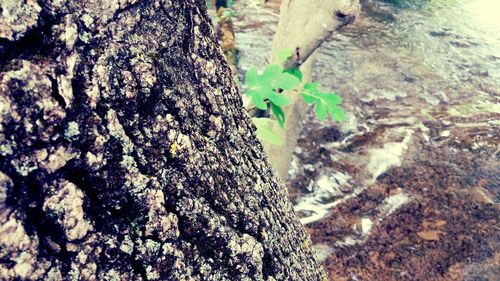 Moss growing on tree trunk