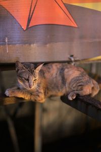 Cat relaxing on metal