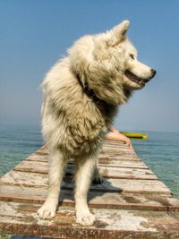 Dog standing on pier over sea against sky