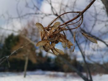 Close-up of dry leaves on frozen tree during winter