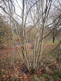 Bare tree in forest