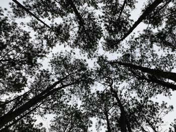 Low angle view of trees against sky