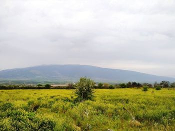 Scenic view of field against sky