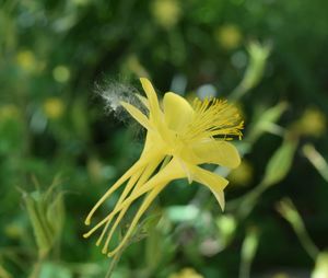 Close-up of yellow flowering plant