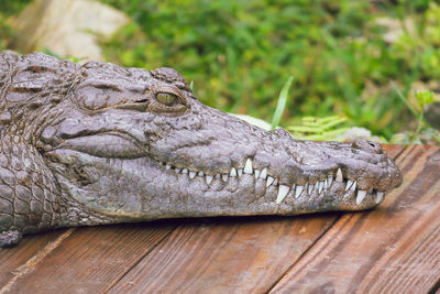 Close-up of a crocodile on wood