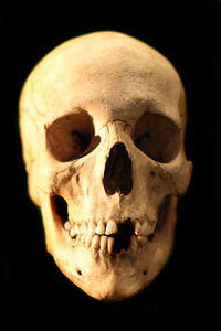 Close-up of human skull