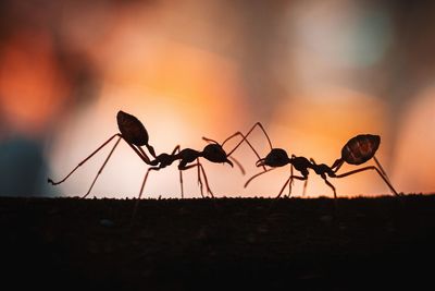 Close-up of ant on tree