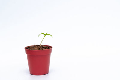 Close-up of potted plant against white background