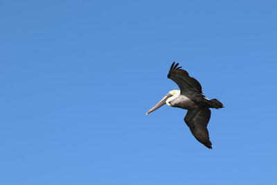 Low angle view of seagull flying