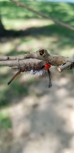 Close-up of a bird