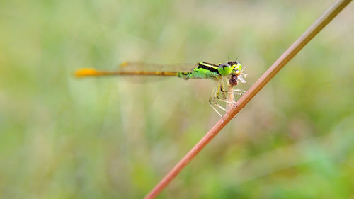 Close-up of damselfly on leaf