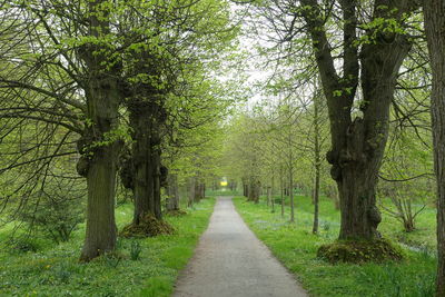 Footpath amidst trees in forest