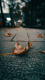 Close-up of dry leaves on street