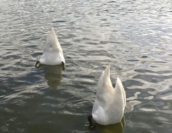 High angle view of swan swimming in lake
