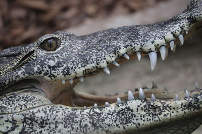 Close-up of crocodile